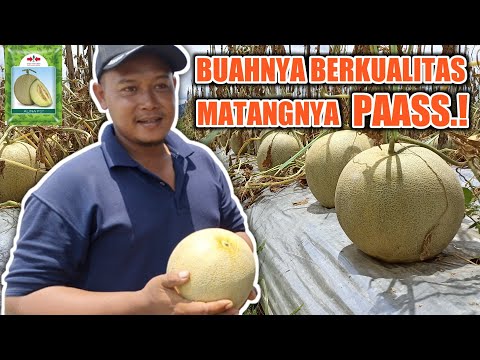 Video: Apa itu panah yang belum matang?