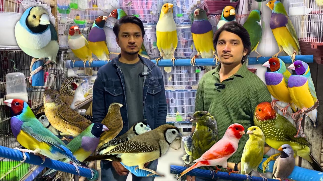 Colorful Lady Gouldian Finch Mutations & Singing Canary Mutations