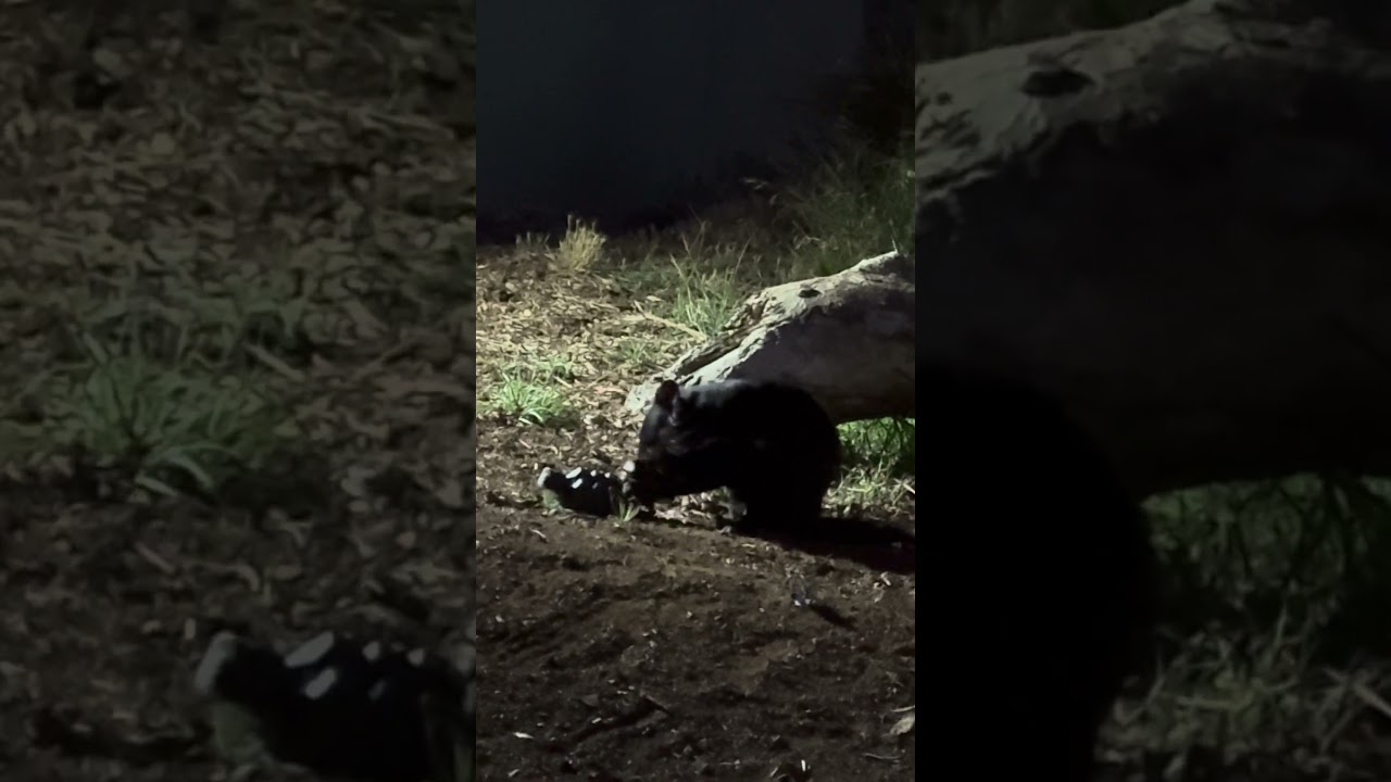 Tasmanian devil attacks egg crate Bonorong Wildlife Sanctuary Hobart