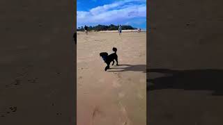 Loving the Beach and Big Blue ‍♂ #dog #puppy #cute #funny #love #beautiful #beach #life