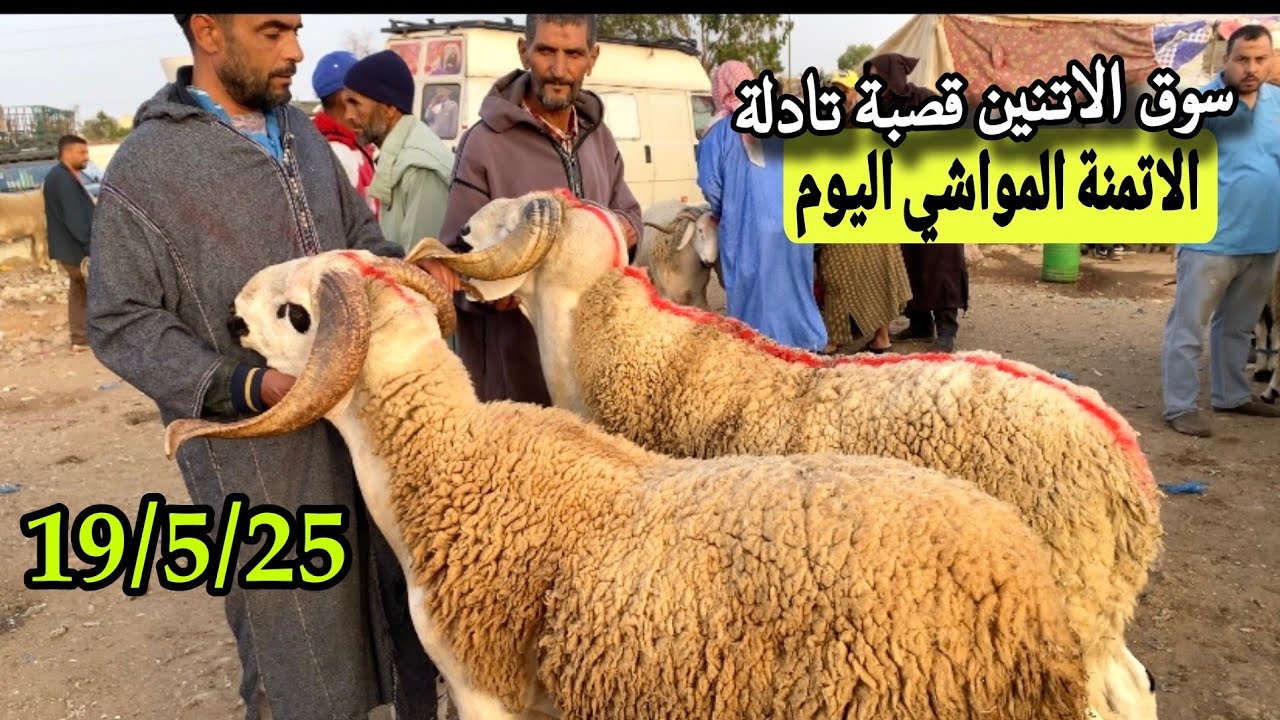 مباشرة من سوق الاتنين قصبة تادلة 19/5/25 مع تمن الحولي و النعجة و حولية 🐑🐑🇲🇦