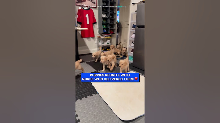 Golden retriever puppies reunited with nurse