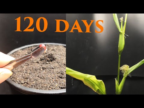 Growing Strawberry CORN - 120 Days Time Lapse