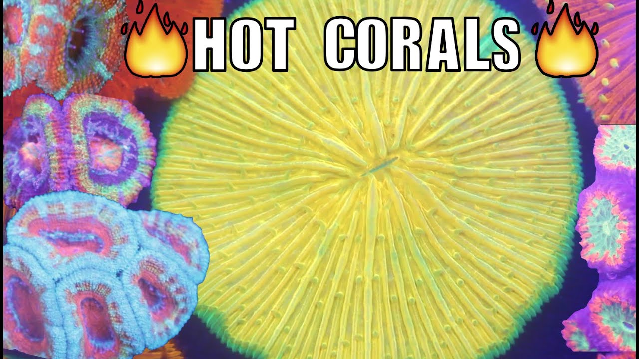 HOT LPS CORALS! Eye Candy from MACNA 2015 - YouTube