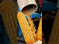 sweet corn harvesting