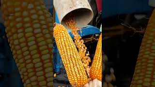 sweet corn harvesting