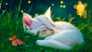 Relax lullaby with  #kitten