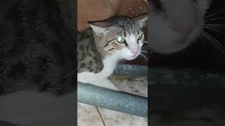 meows cat sound to attract cats sound #shorts #viral