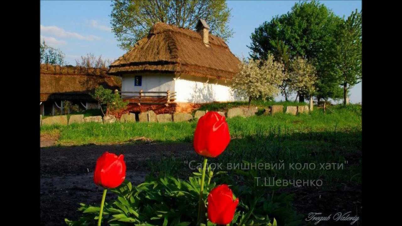 Вишнева хата. Садок вишневый коло хаты. Вишнёвый садик возле хаты. Садок вишневий коло хати. Вишневый сад коло хати.