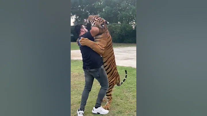 Bengal Tiger Attack Straight to the Neck | Nouman Hassan |