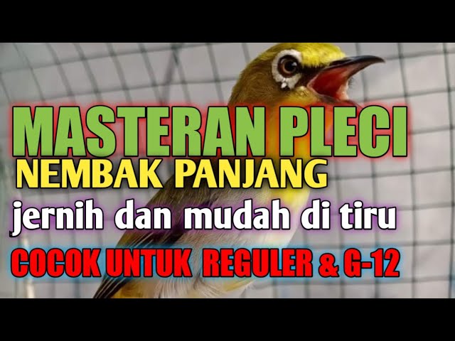 MASTERAN PLECI NEMBAK PANJANG JERNIH DAN MUDAH DI TIRU COCOK UNTUK REGULER DAN G-12 class=