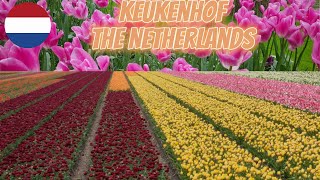 4K Tulip Farm of Keukenhof in The Netherlands