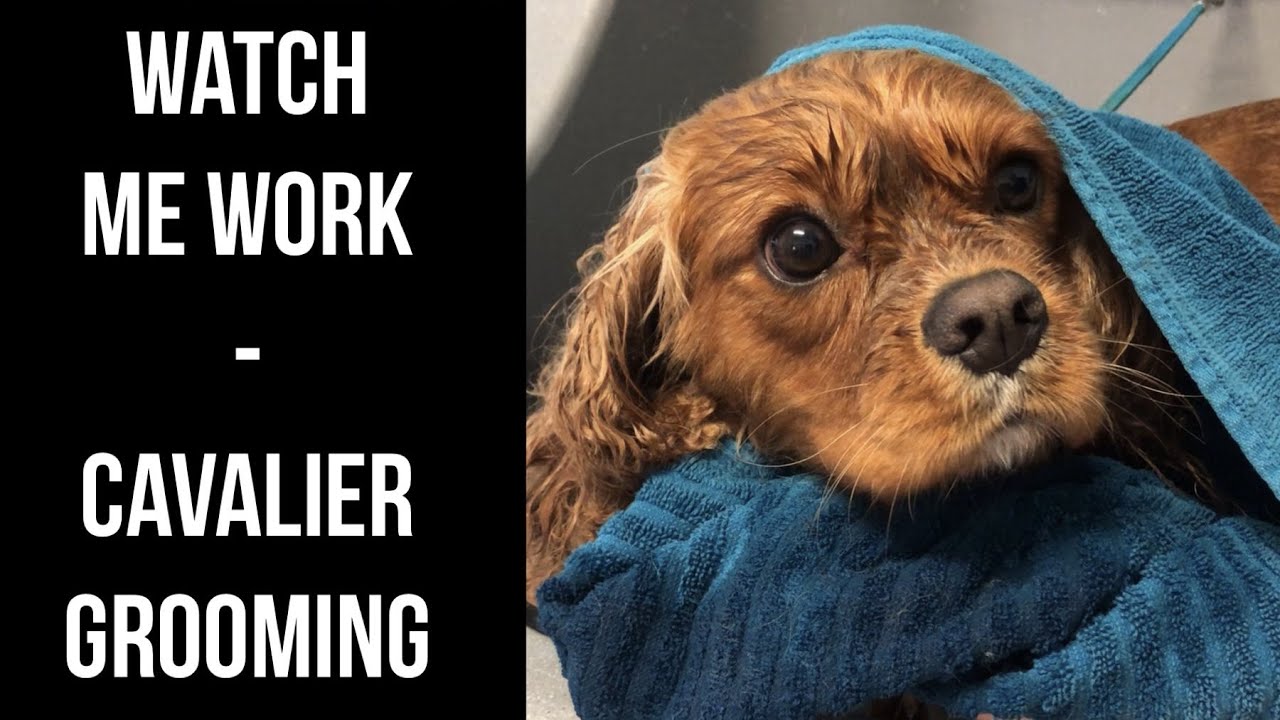 Watch Me Work Grooming a Cavalier! YouTube