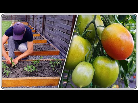 Video: Reasons Tomatoes Taste Bitter: informatie over zure of bittere tuintomaten