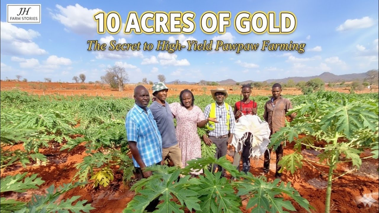 Inside a 10-Acre Pawpaw Farm in Kenya 🇰🇪 | Learning from an Expert 🌿