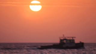 The Jetlagged - Diving With Pacific Tuna