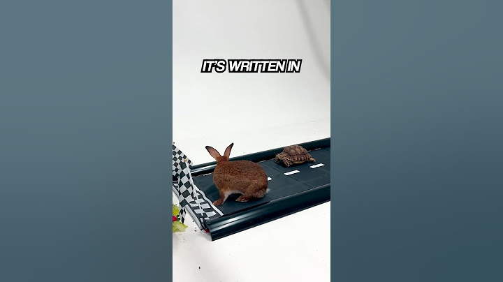 Tortoise vs Hare IRL