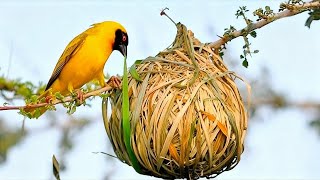 7 of the Most INCREDIBLE Bird Nests in the World