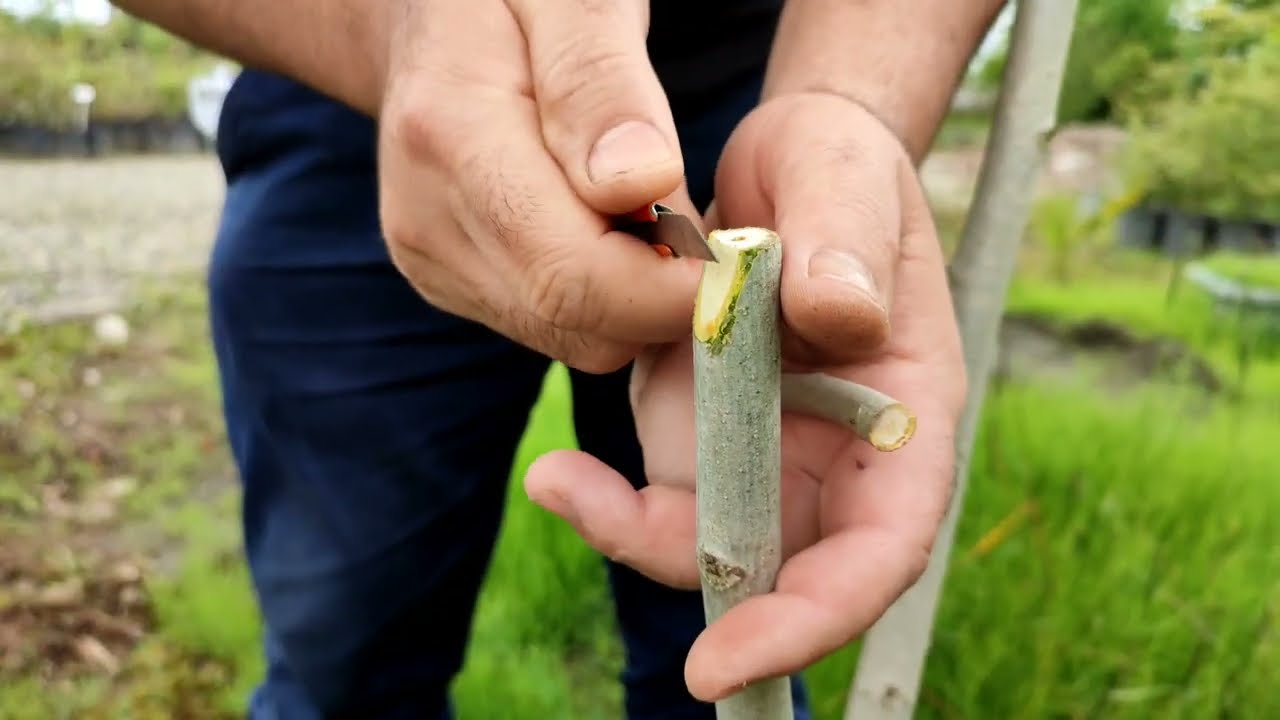 پیوند زدن درختان/Grafting trees in a few simple ways