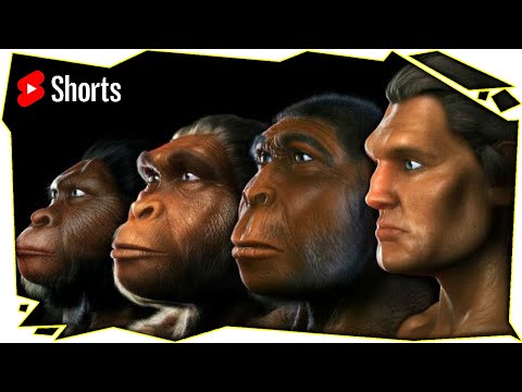 Video: ¿Qué simios están más cerca de los humanos?