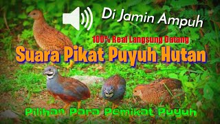Suara Pikat PUYUH HUTAN - Pasti Langsung Datang Terbukti- DI JAMIN PALING AMPUH .Mp3
