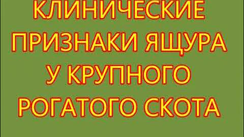 Клиническая и паталогоанатомическая диагностика ящура животных