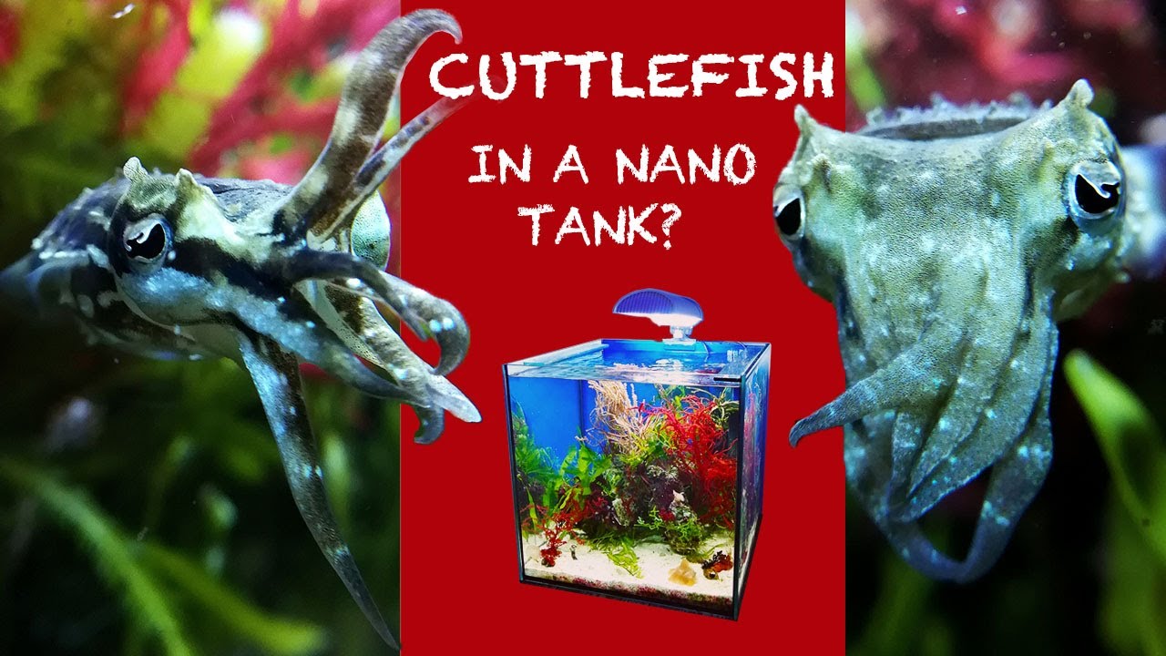 Are Cuttlefish Fresh Or Saltwater?