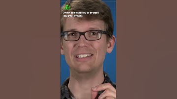 Aphids are speedrunning motherhood. #shorts #science #SciShow