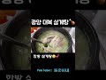 [둥준맛집] 삼계탕에 진심 “광양 대복 삼계탕” #shorts