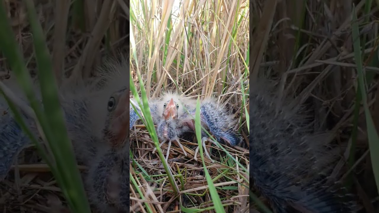 Baby yellow bittern