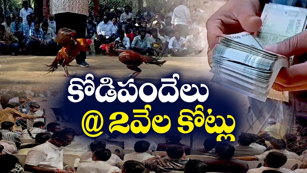 Betting Worth 2000 Cr in Cock Fighting | కోడిపందేల్లో చేతులు మారిన 2 వేల కోట్ల రూపాయలు