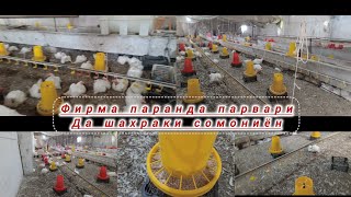 картинка: #фирма чуча 🐔🐓🐥🐤бройлер  дар н. Рашт. Шахраки сомониён