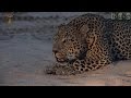 Male Leopard Roaring On The Sand