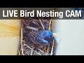 LIVE Bird Nest Boxes  - Recke, Germany