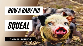 How A Baby Pig Squeal - How A Baby Pig Squealing Sound Effect Animation