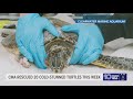 Clearwater Marine Aquarium rescues cold-stunned sea turtles amid frigid temperatures