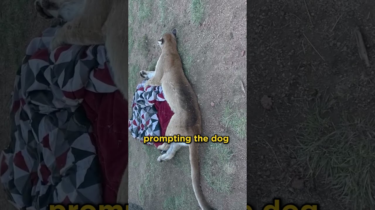Man Defends Dog By Killing Mountain Lion With Shovel Mountainlion Dogs