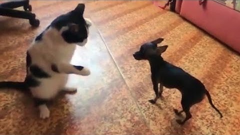 funny cats fails videos 2016 | funny cat and animals compilation vines try not to laugh or grin #L4