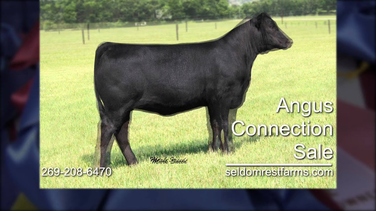 Seldom Rest Farms Angus Cattle Youtube