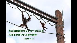 旭山動物園のオランウータンたち　モグモグガイドと空中散歩　2019.6.2