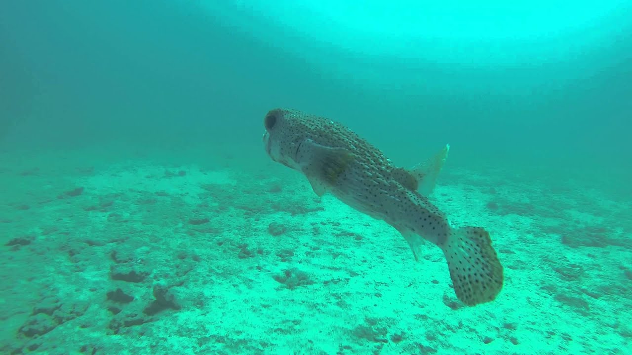 Puffer fish Hawaii Oahu 11/29/14 PM dive YouTube