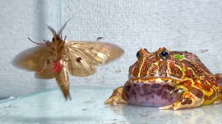 Frog targeting poisonous moth