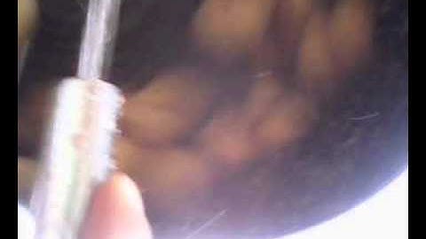 Máy rửa khoai lang củ cải, máy rửa củ quả,máy rửa chà vỏ khoai tây cà rốt