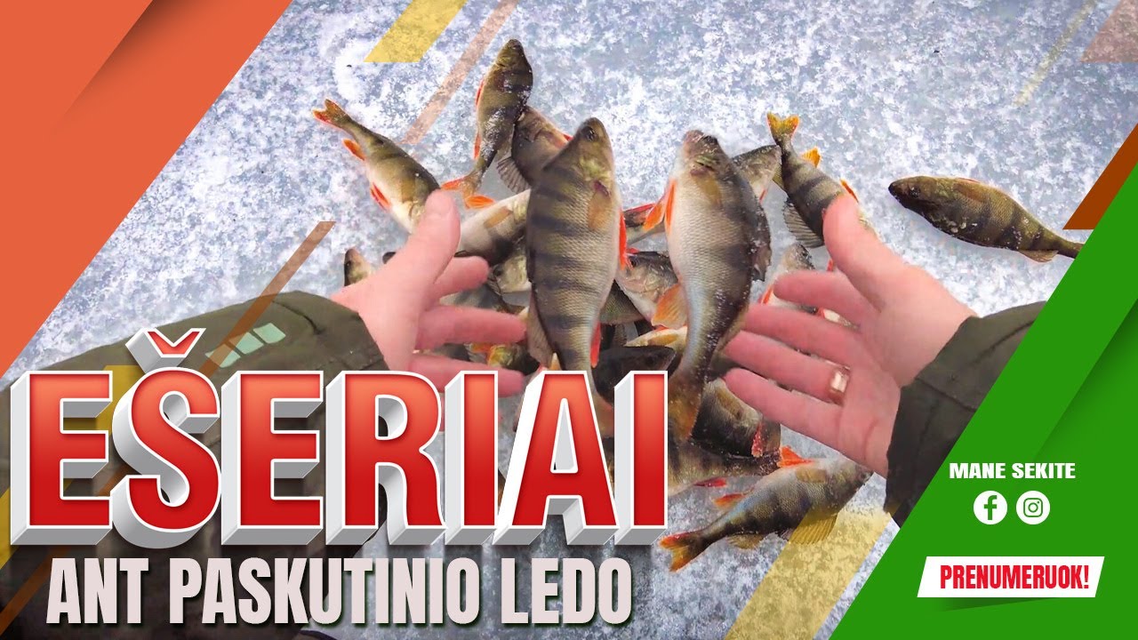 Ešeriai. Poledinė žūklė avižėle ant paskutinio ledo.