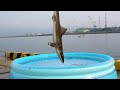 サメを釣ってプールに投入 thumbnail