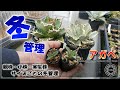 【アガベの冬管理/園芸】親株・小株・実生株・サイズごとの冬越し管理【Agave】【多肉植物】