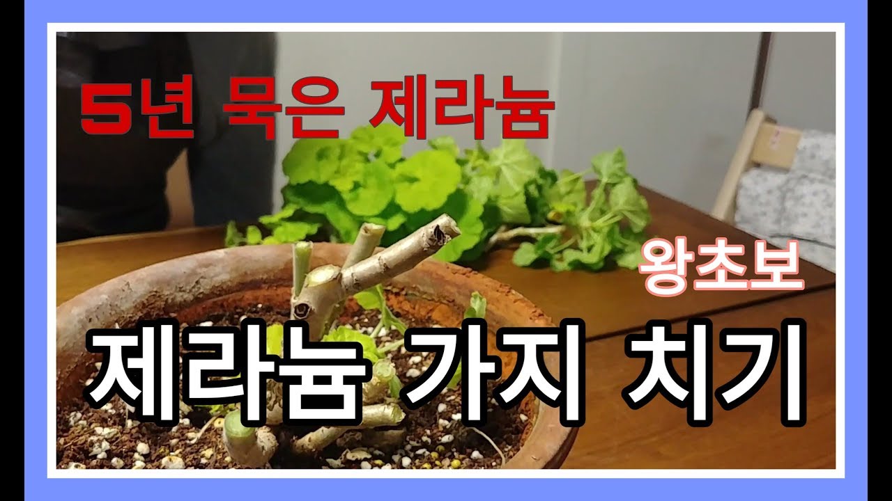 초보 제라늄 가지치기ㅣPruning Pelargonium_Beginner - Youtube