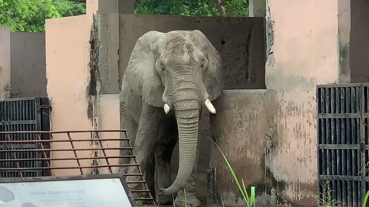 FreeShankar Campaign – Youth for Animals