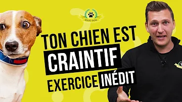 Comment rassurer un chiot craintif