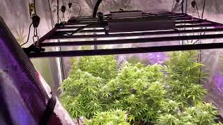 How to grow weed!!! Daily grow journal Dec.10.22